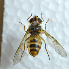Epistrophe grossulariae