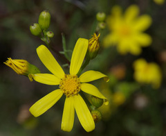 Senecio lacustrinus
