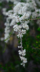 Rhamnaceae