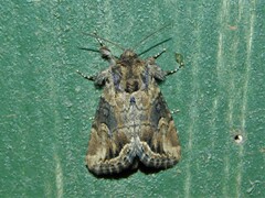Manga melanodonta
