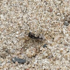 Arctosa perita