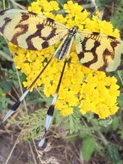 Nemoptera sinuata