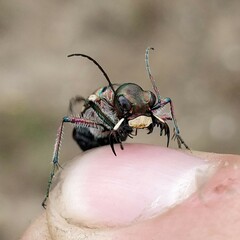 Cicindela hybrida