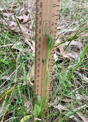 Pterostylis foliata