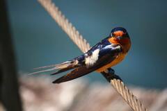 Hirundo rustica erythrogaster