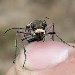 Cicindela hybrida