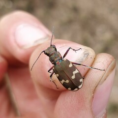 Cicindela hybrida