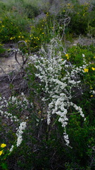 Rhamnaceae
