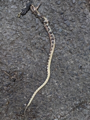 Bungarus multicinctus