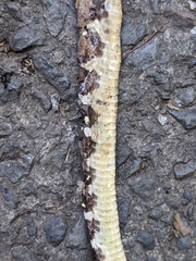 Bungarus multicinctus