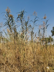 Arundo donax