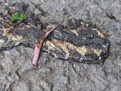 Bungarus multicinctus