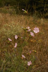 Malva alcea