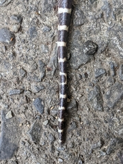 Bungarus multicinctus