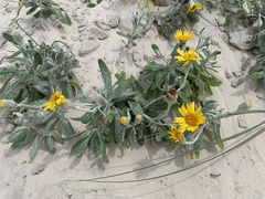 Senecio crassiflorus