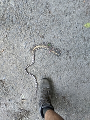 Bungarus multicinctus