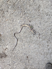 Bungarus multicinctus