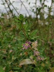 Lycium barbarum