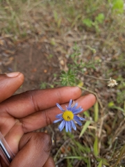 Felicia filifolia