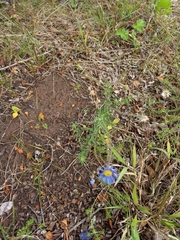 Felicia filifolia