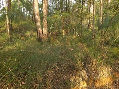 Allocasuarina littoralis