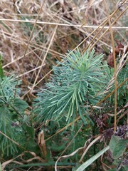 Euphorbia cyparissias