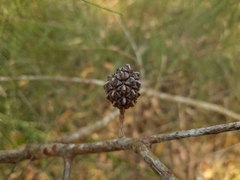 Allocasuarina littoralis
