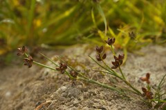 Juncus articulatus