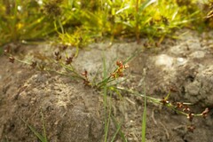 Juncus articulatus