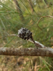 Allocasuarina littoralis