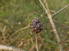 Allocasuarina littoralis