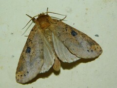 Alenophalera