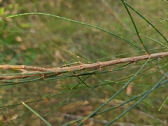 Allocasuarina littoralis