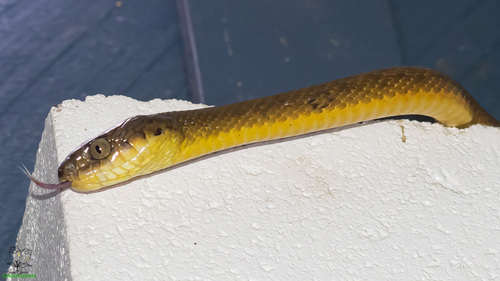 Brown Tree Snake sighting