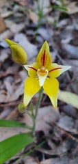 Caladenia flava flava