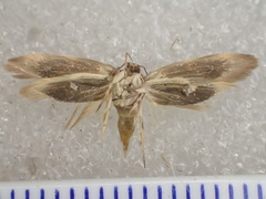 Macrobathra hemitropa