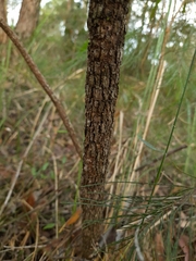 Allocasuarina littoralis