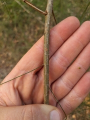 Allocasuarina littoralis