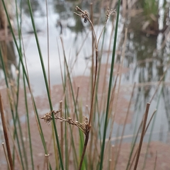 Juncus kraussii