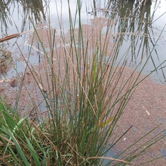 Juncus kraussii