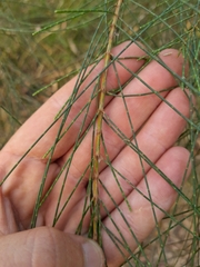 Allocasuarina littoralis