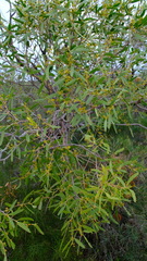Eucalyptus todtiana