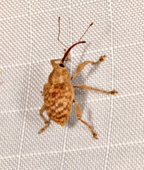 Curculio
