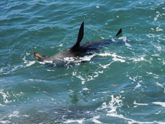 Arctocephalus