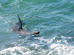 Arctocephalus