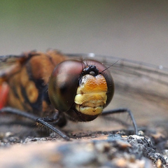 Sympetrum risi