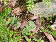 Cyrtostylis reniformis