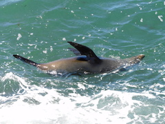Arctocephalus