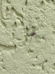 Opilio saxatilis