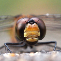 Sympetrum risi